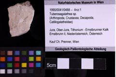 Foto (Objekt + Etiketten) von Tuberosagalathea sp. (NHMW-GEO-1990-0041-0488)